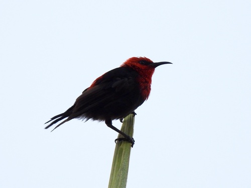 Samoan Myzomela (Myzomela nigriventris), photo 5
