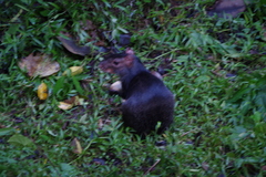 Dasyprocta fuliginosa