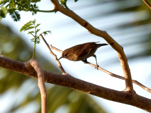 Samoan Myzomela (Myzomela nigriventris), photo 8