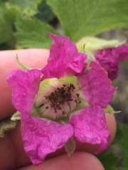 Rubus hawaiensis