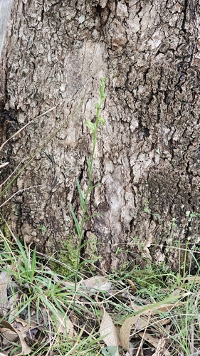 Image of Pterostylis melagramma by (c) Rosalie Lawrence, some rights reserved (CC BY)