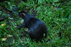 Dasyprocta fuliginosa