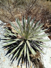Agave schidigera