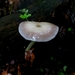 Pluteus saupei - Photo (c) Jared McRae, some rights reserved (CC BY-NC), uploaded by Jared McRae