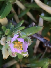 Spergularia macrotheca macrotheca