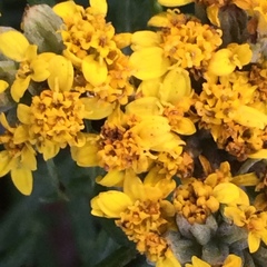 Eriophyllum staechadifolium