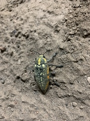 Julodis