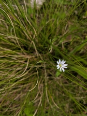 Stellaria longifolia