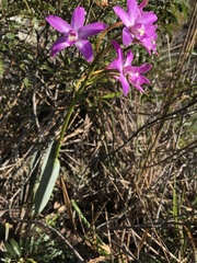 Cattleya