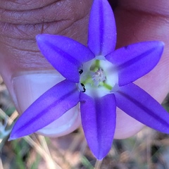 Brodiaea elegans elegans