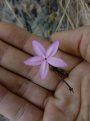Pseuderanthemum praecox