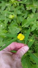 Ludwigia alternifolia