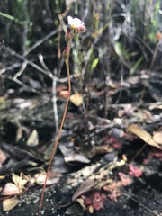 Drosera tomentosa