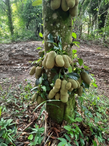 Foto de Cempedáque