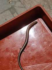 Chalcides striatus