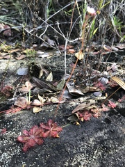 Drosera tomentosa