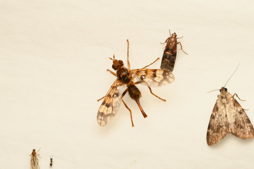 Tephritopyrgota ferruginea