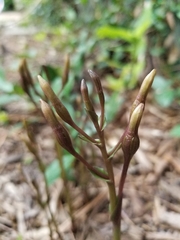 Triphora gentianoides