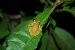 Boana calcarata