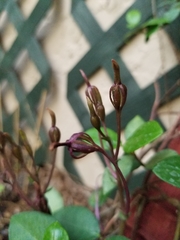 Triphora gentianoides