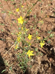 Hesperolinon breweri