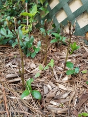 Triphora gentianoides