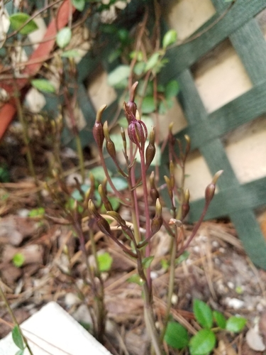Image of Gentian Noddingcaps (Triphora gentianoides) by no rights reserved