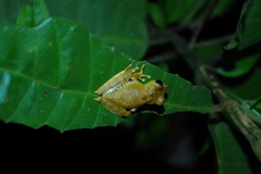 Boana calcarata