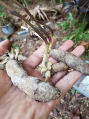 Triphora gentianoides