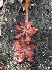 Drosera tomentosa