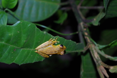 Boana calcarata