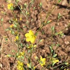 Hesperolinon breweri