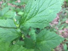 Leucauge argyrobapta
