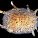 Flat Goniodorid - Photo (c) Gary McDonald, some rights reserved (CC BY-NC), uploaded by Gary McDonald