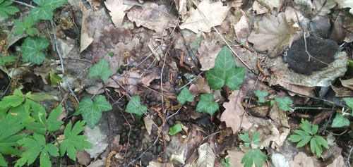 common ivy