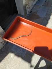 Chalcides striatus