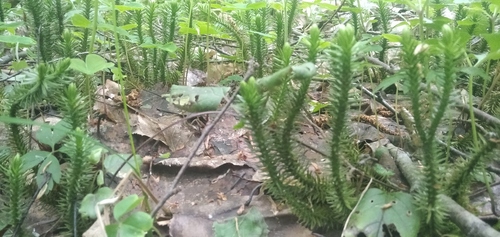 northern firmoss