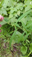 Ludwigia alternifolia