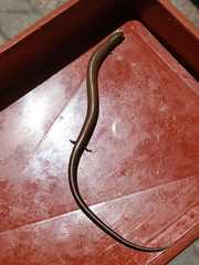 Chalcides striatus