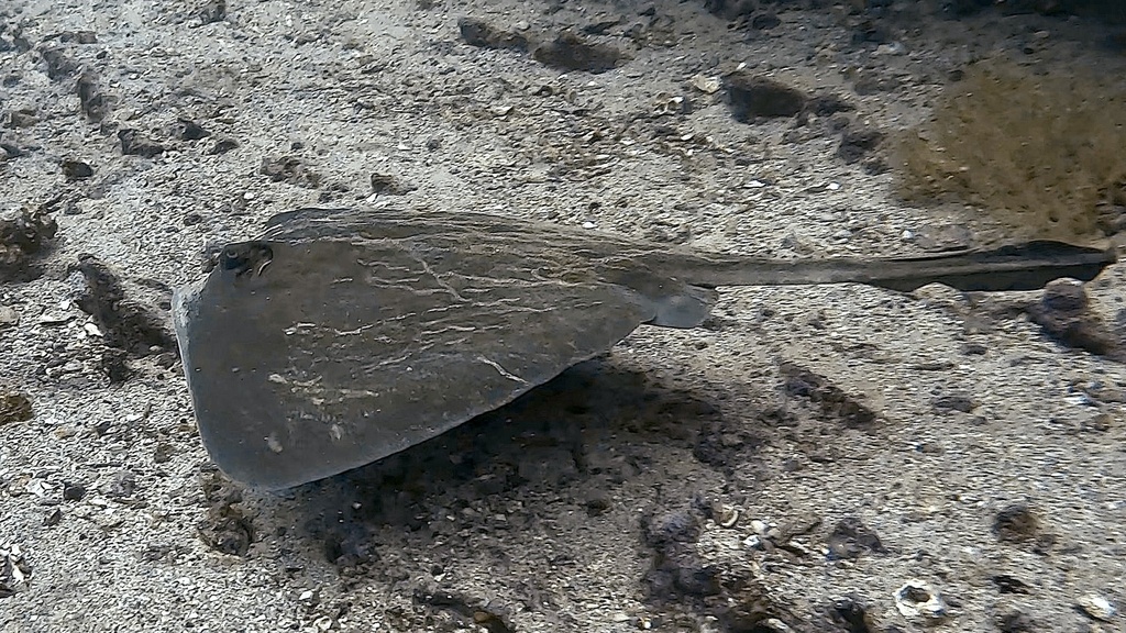 Diamond Stingray (Batoids of the World) · iNaturalist