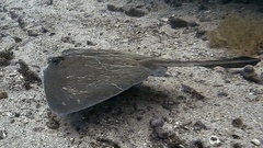 Diamond Stingray photo 2