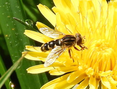 Helophilina