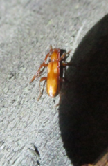 Heterachthes quadrimaculatus