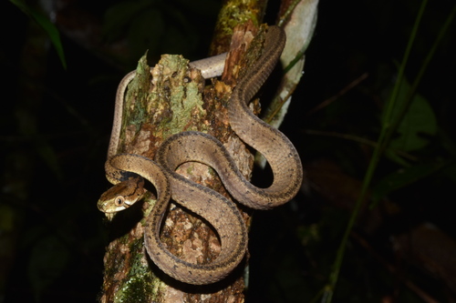 Di Linh Snail-eating Snake