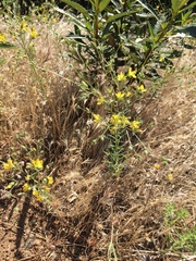 Hesperolinon breweri