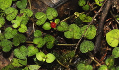 Nertera dichondrifolia