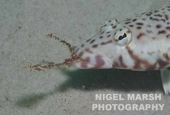 Parapercis stricticeps