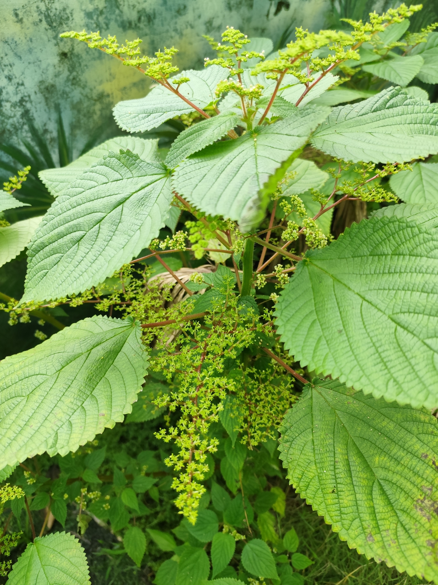 Laportea aestuans — ảnh 2