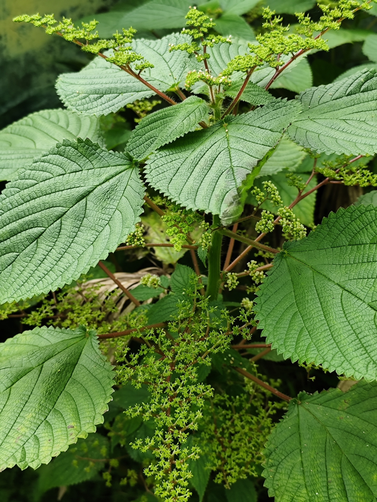 Laportea aestuans — ảnh 3