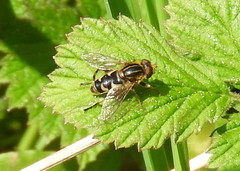 Anasimyia anausis